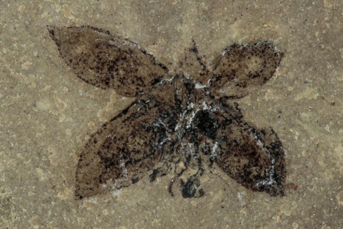 Detailed Fossil Flower - Green River Formation, Utah #356665